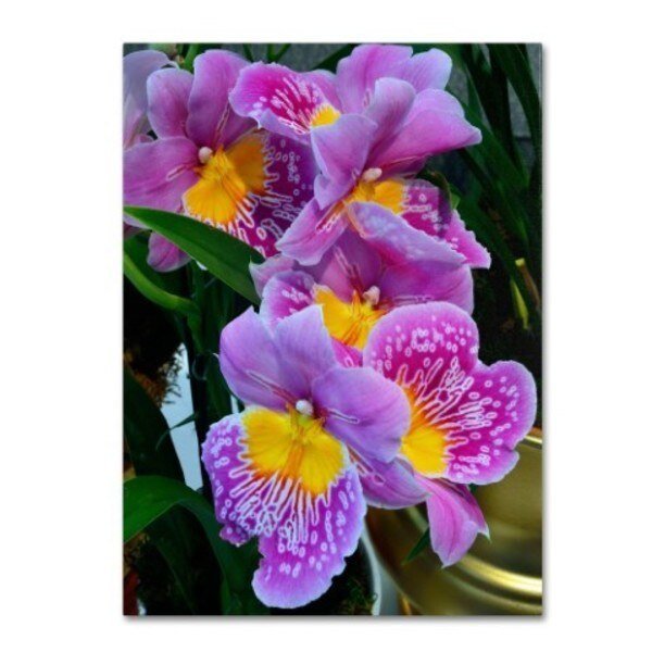 Kurt Shaffer 'Happy Orchids' Canvas Art, 35x47, Trademark Fine Art, Mfr#: KS127-C3547GG